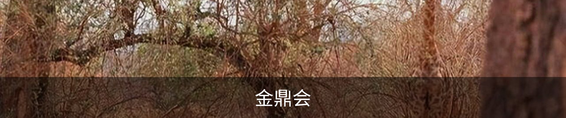金鼎会